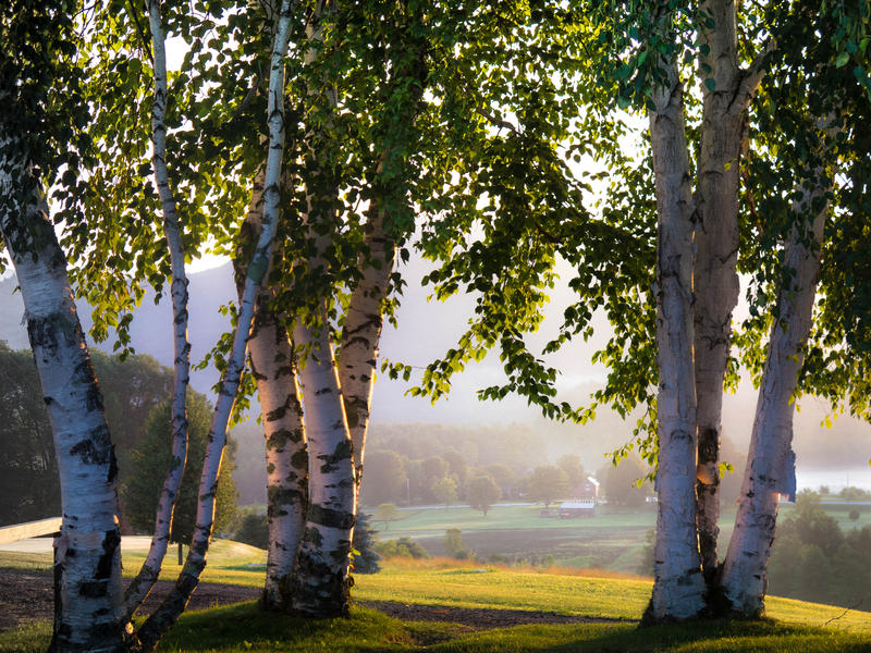 <p>Birch trees overlooking valley in the early morning mist.</p>