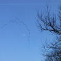 12437   birds flying with the moon 2