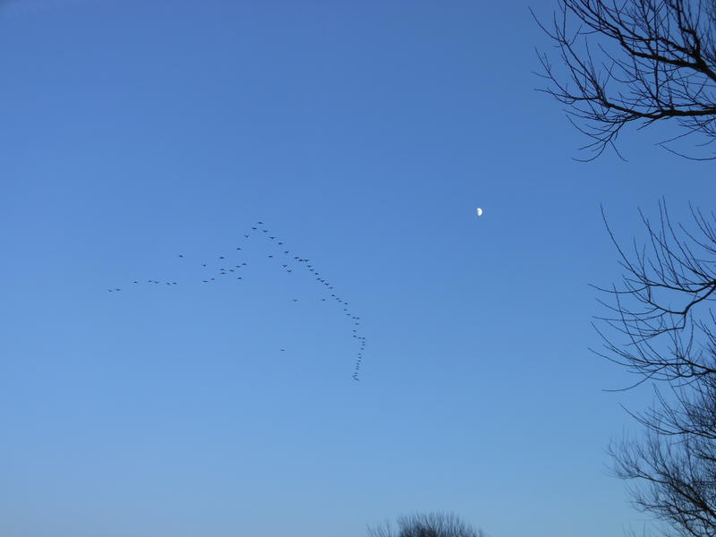 <p>december migration from norfolk by moonlight half moon</p>
