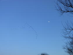 12438   birds flying with the moon 3