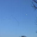12438   birds flying with the moon 3