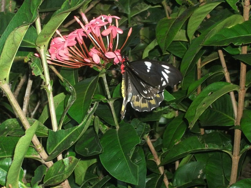 <p>Cairns Birdwing Butterfly</p>
Cairns Birdwing Butterfly