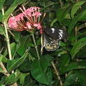 12642   Cairns Birdwing Butterfly