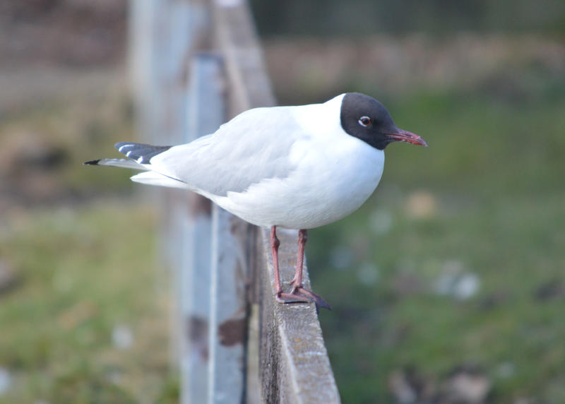 <p>A Seagull with a black or brown head also known as a Black Headed Gull.</p>

<p>More photos like this on my website at -&nbsp;https://www.dreamstime.com/dawnyh_info</p>
Black Head Seagull