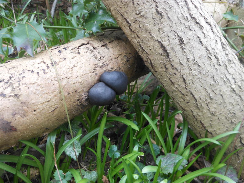 <p>black wild fungi</p>