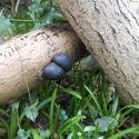 12439   black fungi