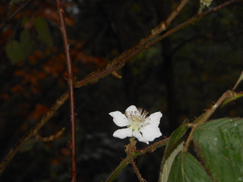 <p>Blackberry blossom</p>
