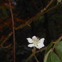 12440   blackberry blossom