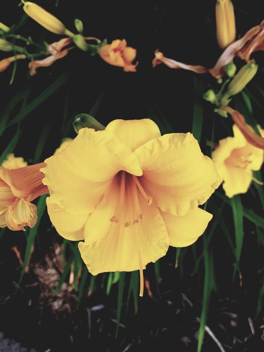 <p>A yellow lilie in full bloom</p>
A yellow lilie in full bloom