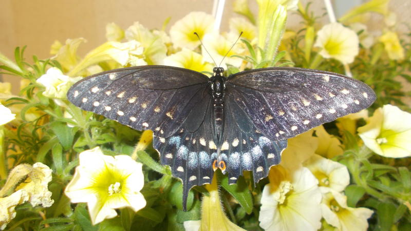 <p>A close up of a blue butterfly on a yellow flower</p>
