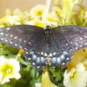 17060   blue butterfly
