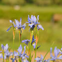 15579   Purple flower at Stanley Park in Blackpool