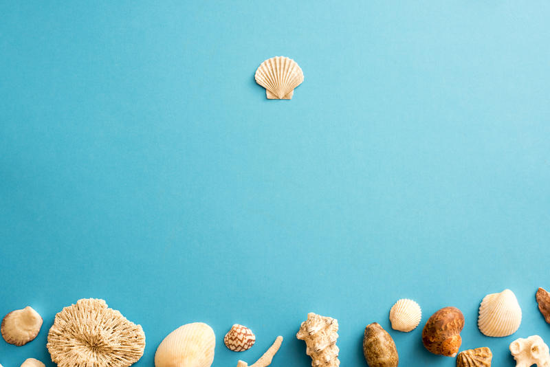 Blue seashell border with copy space for marine or nautical themed concepts with a scattered assortment of shells at the bottom of the frame and a single shell at the top