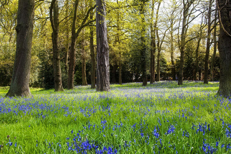 <p>A Bluebell Wood in Surrey, England</p>
