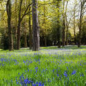 13222   bluebell wood