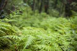 11853   Close up of bright fern in forest