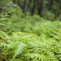 11853   Close up of bright fern in forest