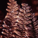 11844   Bracken macro of a brown frond