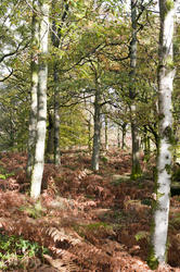 11854   Autumnal forest in daylight