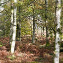 11854   Autumnal forest in daylight