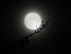 13056   branch reaching toward the moon