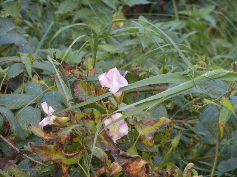 <p>pink blooms</p>
