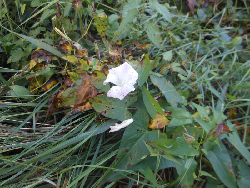 <p>white bloom</p>