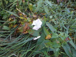 12442   brave white flower