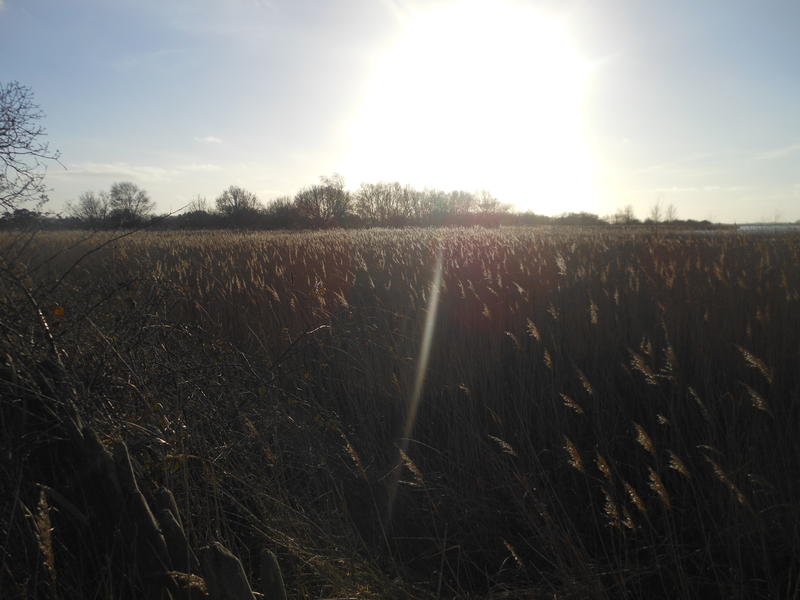 <p>bright winter sun norfolk broads uk</p>
