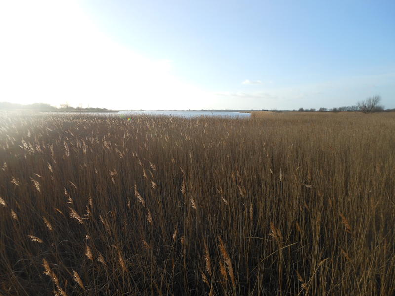<p>bright winter sun norfolk broads uk</p>