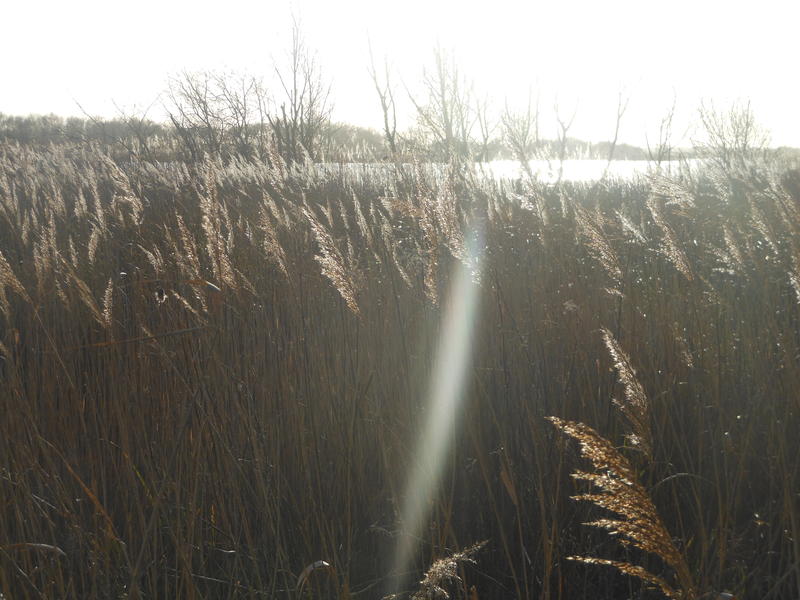 <p>bright winter sun norfolk broads uk</p>
