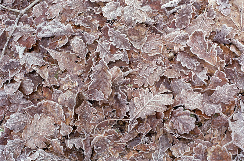 Carpet of frosty brown autumn or winter leaves lying on the ground conceptual of decay and the changing of the weather and season