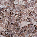 11845   Carpet of frosty brown leaves