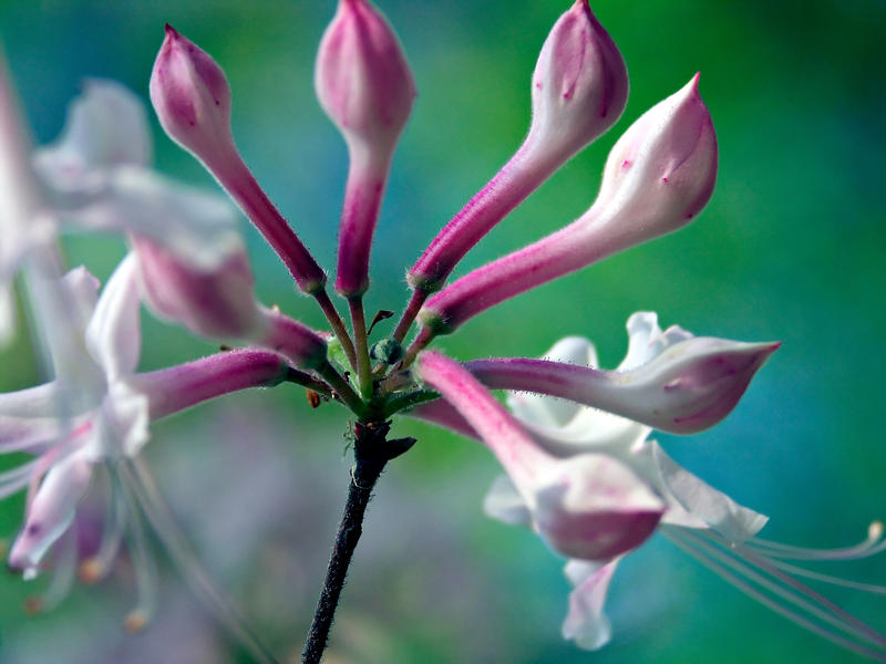 <p>It's April and an early spring honeysuckle is starting to bloom out of its buds.</p>
<p><a href="http://pinterest.com/michaelkirsh/">http://pinterest.com/michaelkirsh/</a></p>