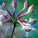 12706   Budding Blooming Honeysuckle