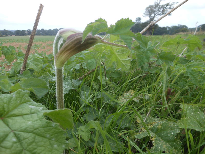 <p>bursting out of the bud</p>