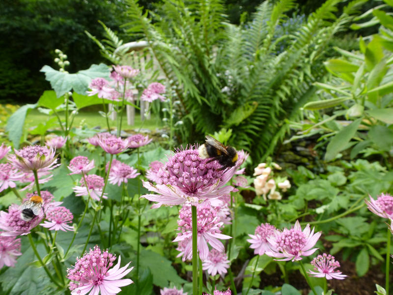 Bee Collecting Pollen from Blooms of Unique Pink Flowers in Lush Summer Garden with Variety of Green Plants in Background