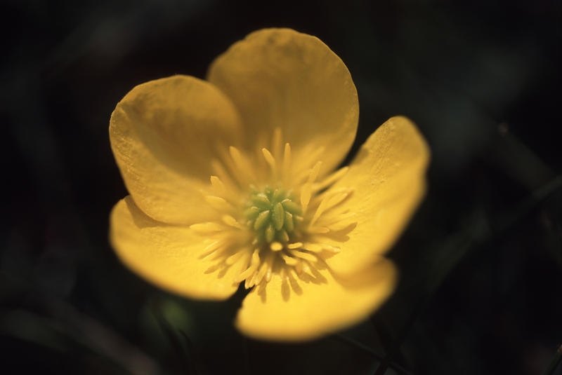 Single colorful bright yellow buttercup on a dark background, high angle view with focus to the stamens