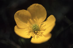 11831   Bright yellow buttercup on a dark background