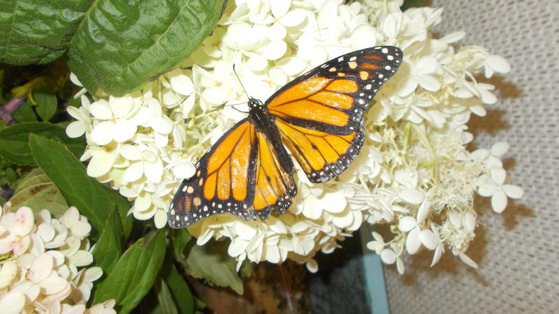 <p>I took this photo at the butterfly exhibit at the New York State Fair</p>
