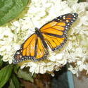 17059   butterfly closeup