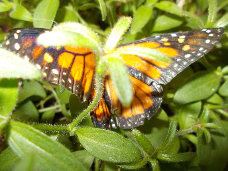 <p>I took this photo at the butterfly exhibit at the New York State Fair</p>