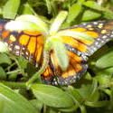 17200   butterfly exhibit