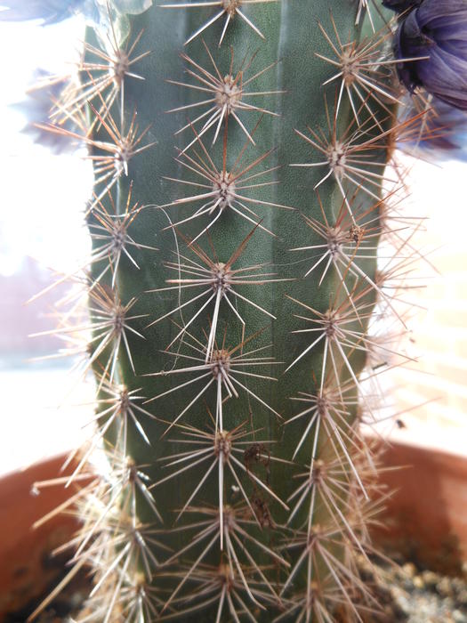 <p>cactus spines</p>
