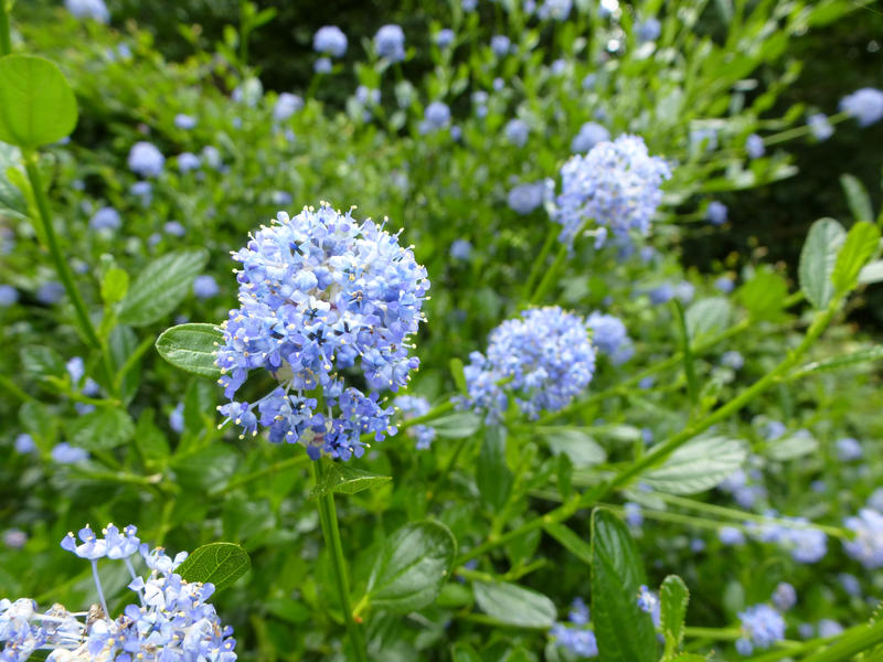 Close up on light blue flower cluster on plant in outdoor garden during the summer season