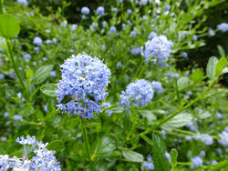 12917   Light blue flower cluster on plant in garden