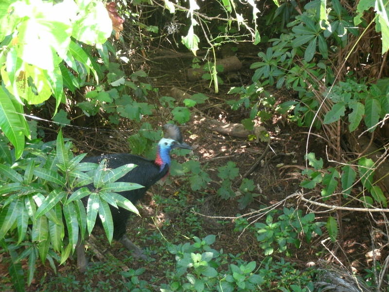 <p>Cassowary in our back yard</p>
Cassowary in our back yard