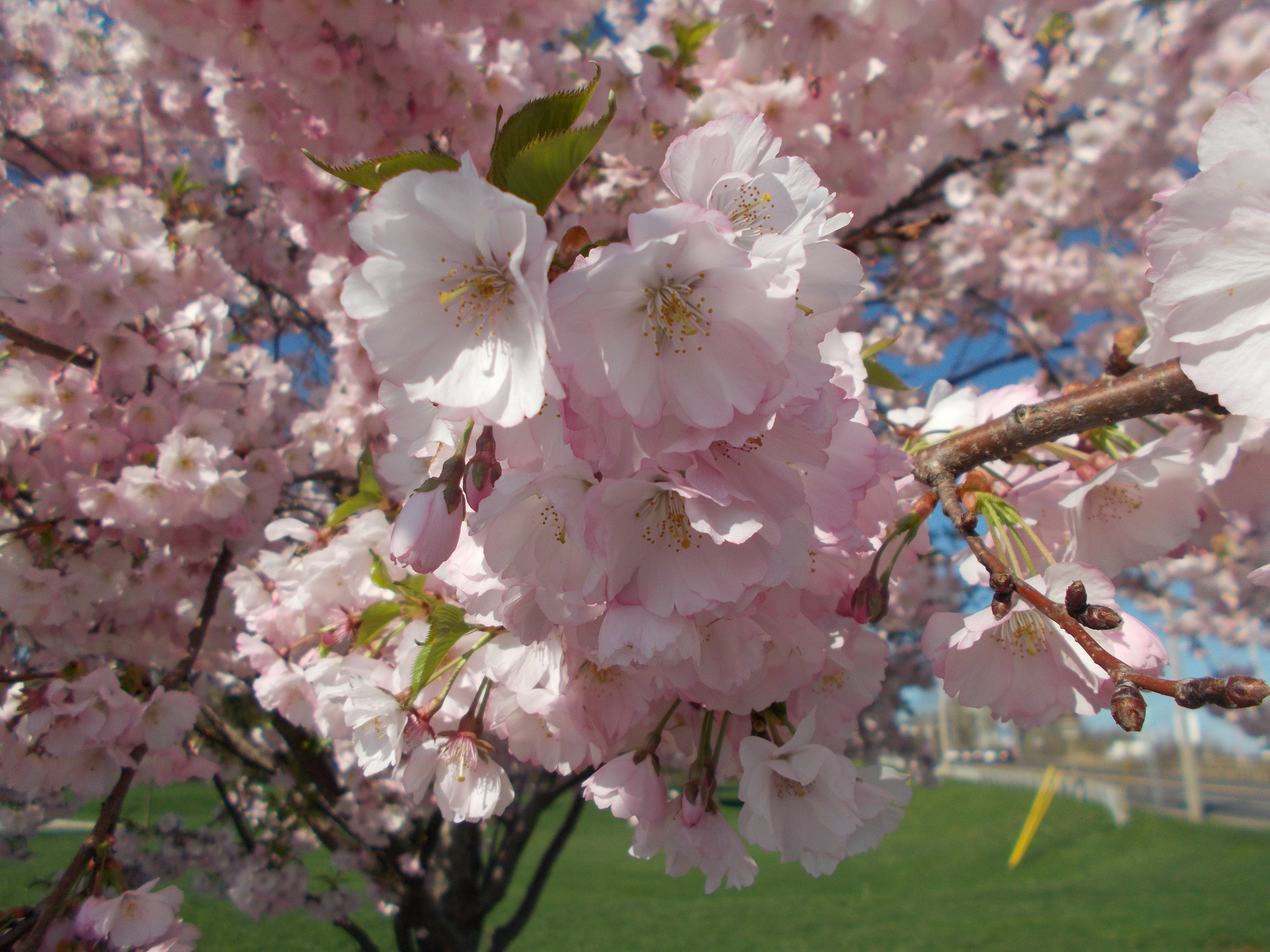 Free Stock Photo 17118 Cherry Tree Freeimageslive Free Stock Photo 17118 Cherry Tree Freeimageslive