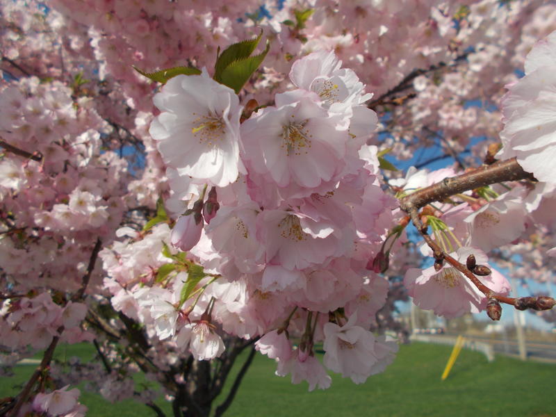 <p>Cherry-Blossom.jpg</p>
A closeup of a Cherry Tree