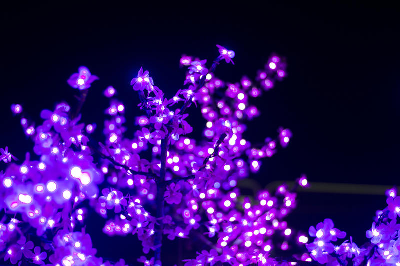 <p>Pink Christmas lights.</p>
<p>More photos like this on my website at - https://www.dreamstime.com/dawnyh_info</p>
Pink Christmas lights